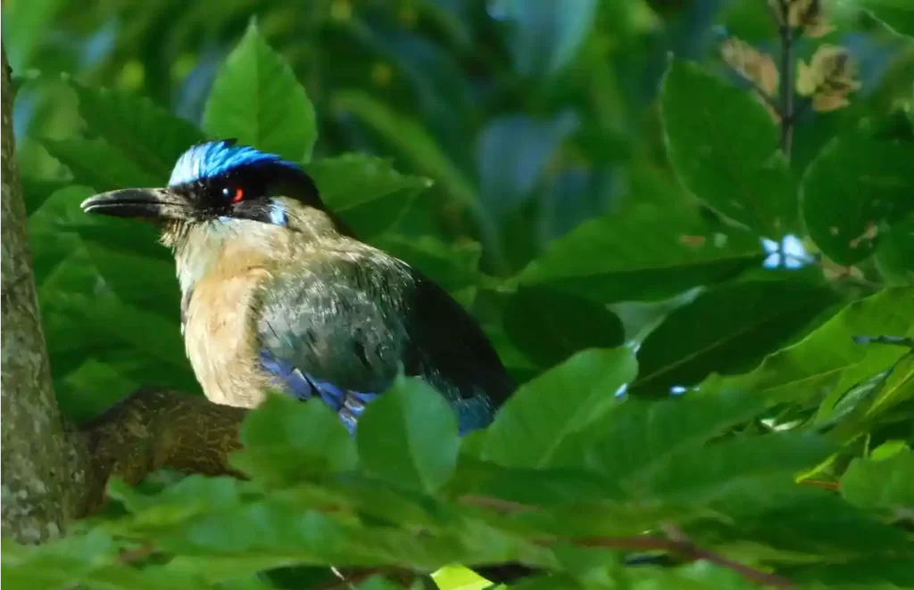 Ambiente campestre30