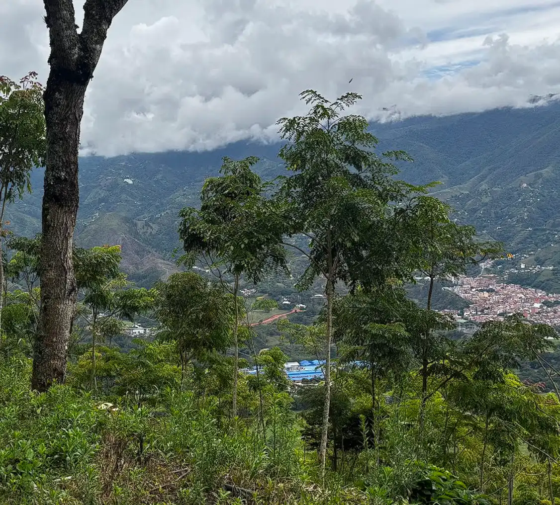 image_1_lote_arboleda