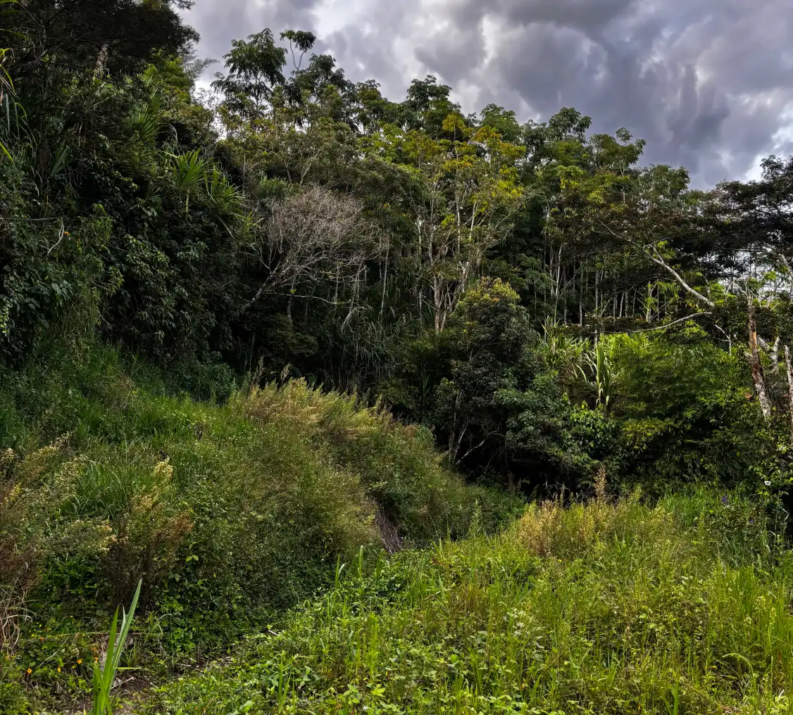 image_1_lote_heliconias