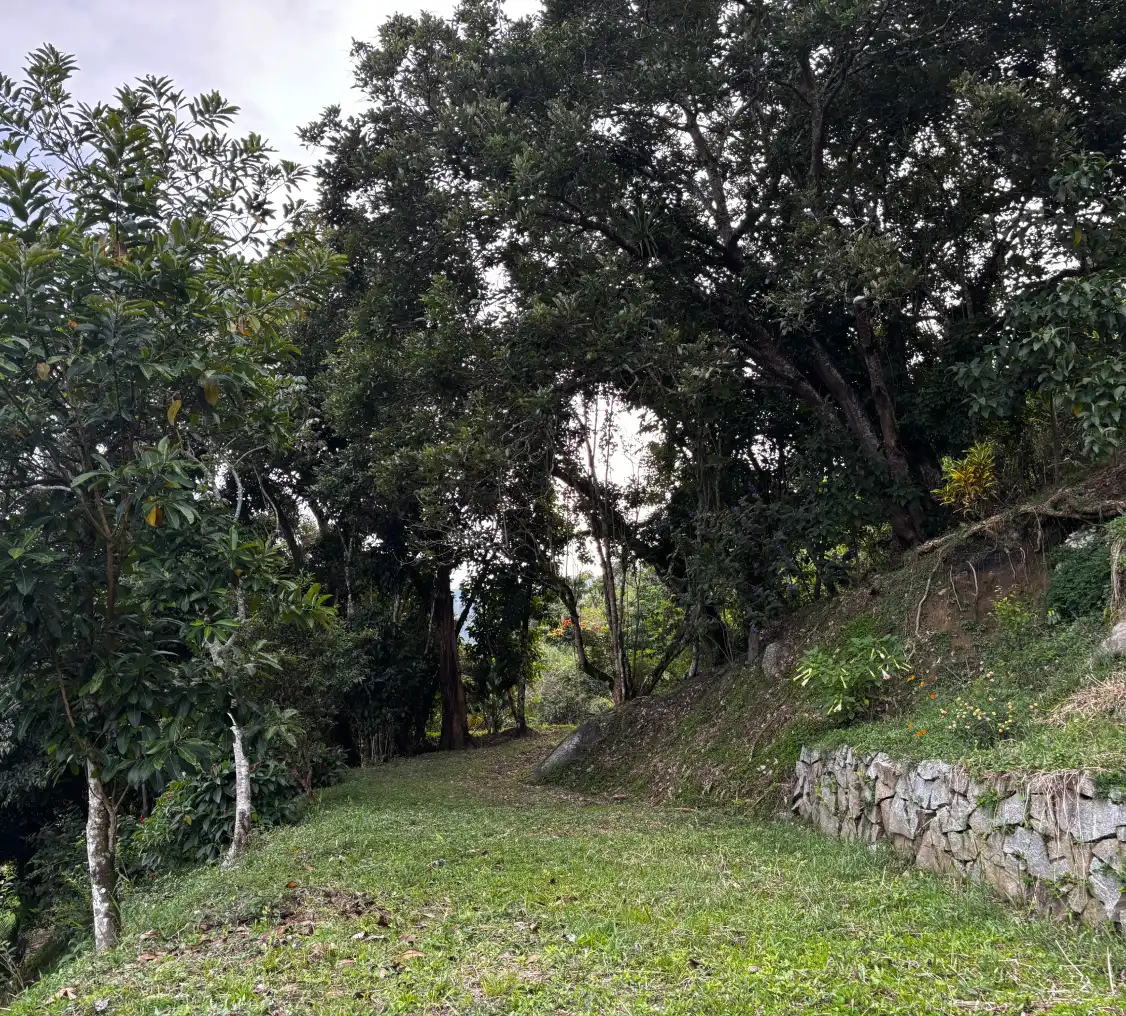 image_1_lote_mariposas