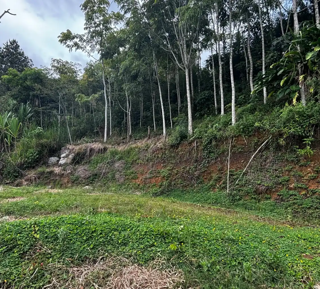 image_2_lote_arboleda