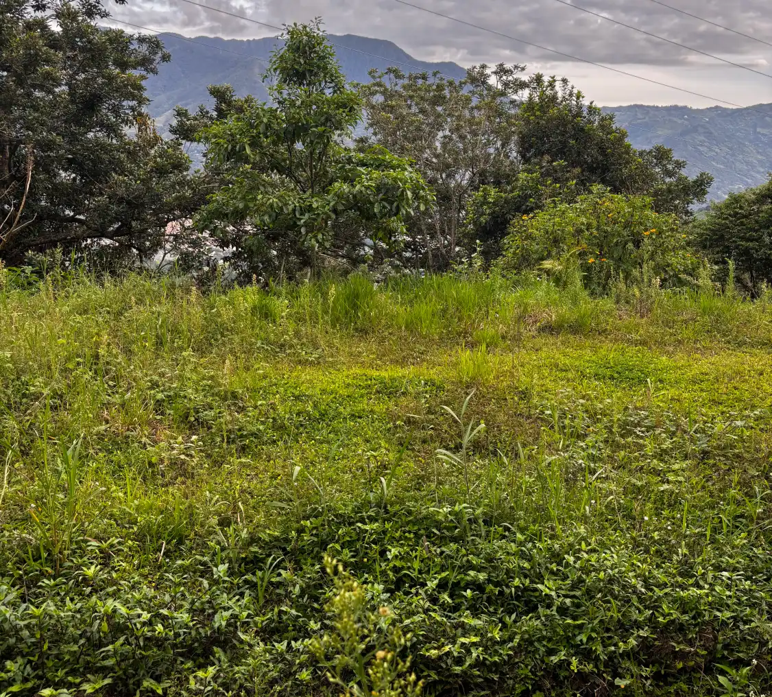 image_2_lote_heliconias