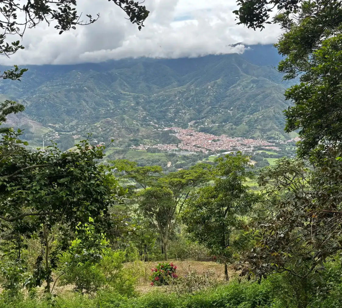 image_2_lote_mariposas