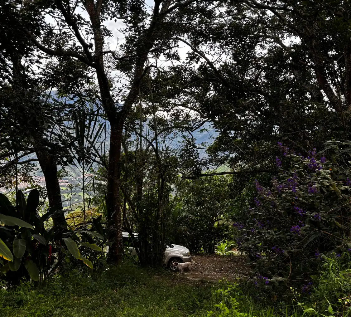 image_3_lote_heliconias