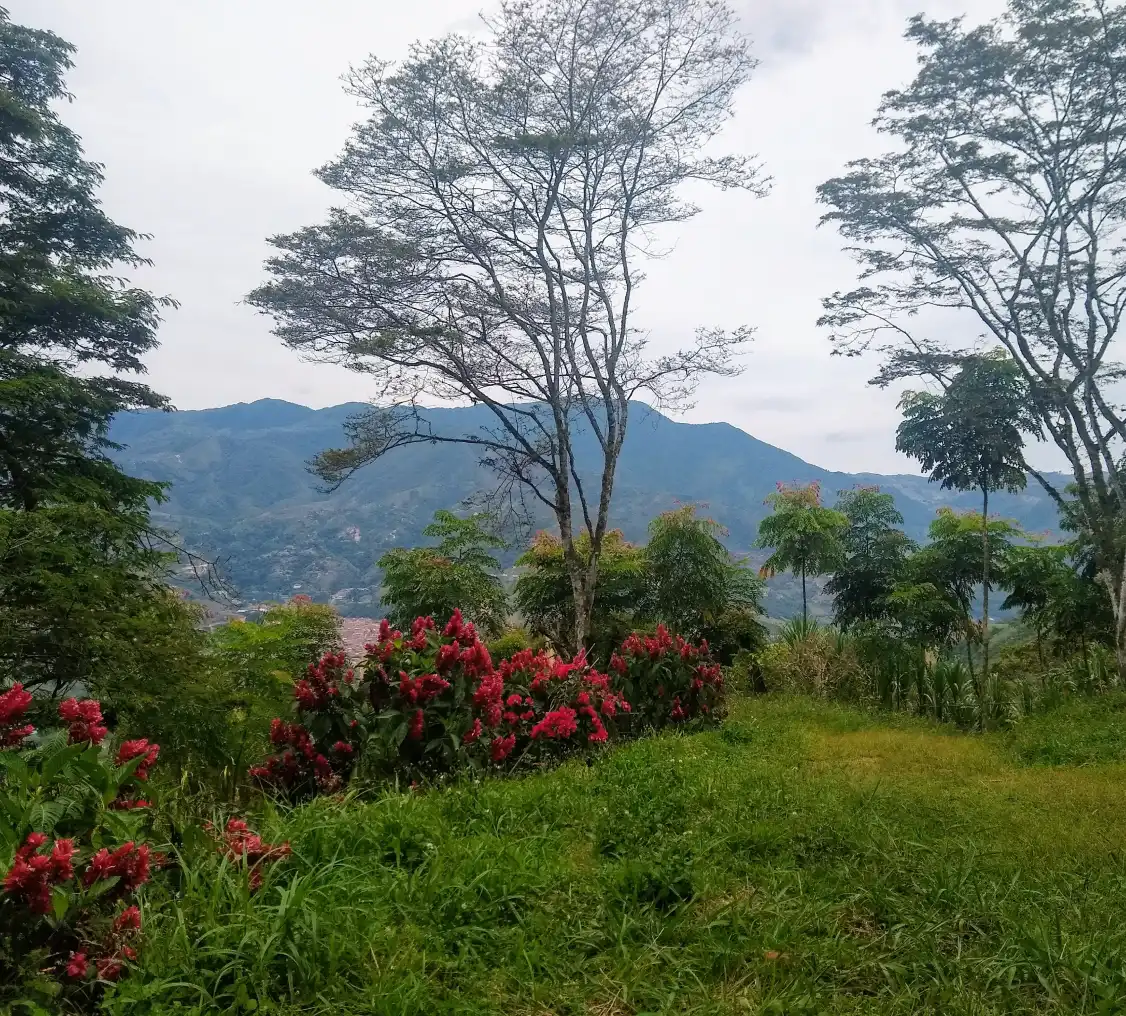 image_3_lote_mariposas